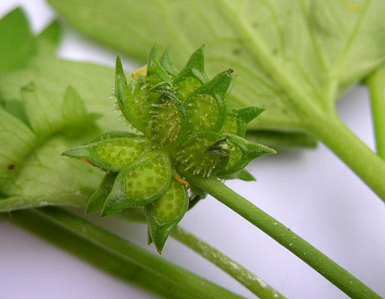 Ranunculus muricatus / Ranuncolo spinoso